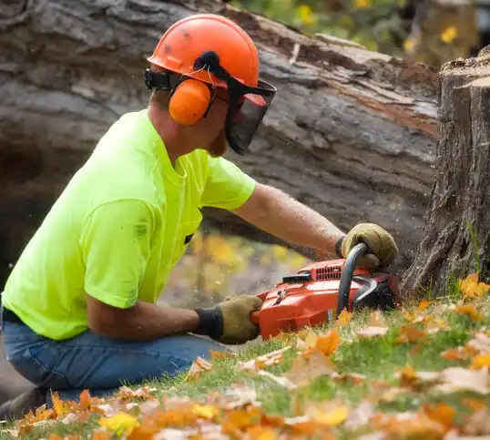 tree services Baywood